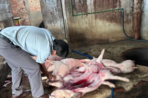 Đồng Nai: Phát hiện cơ sở thu mua, giết mổ heo chết “phù phép” bán ra thị trường