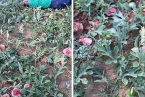 Triệu tập 5 đối tượng phá hoại vườn dưa hấu của ông lão