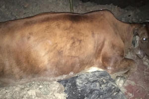 Bình Dương: Tông trúng bò đi ngang đường, nam thanh niên tử vong