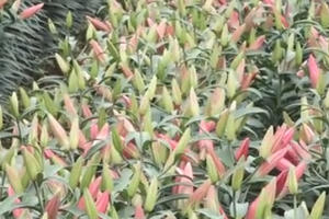 Chia sẻ Nông dân Tây Tựu 'khóc ròng' vì hoa ly nở rộ