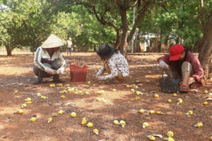 Bình Phước ngăn chặn tình trạng bán điều non
