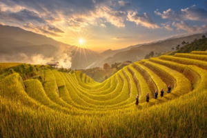 Mù Cang Chải vàng rực mùa lúa chín