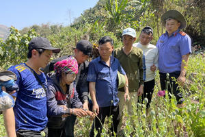 Một vườn cây thuốc phiện sinh trưởng tốt trong rừng bị Công an triệt phá