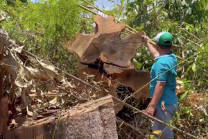 Hàng chục hecta rừng gần trụ sở UBND huyện bị phá nát