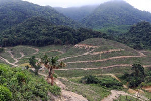 Dự án trồng rừng của Công ty CP Lâm Quế chồng lấn vào gần 5.000 m2 đất ở