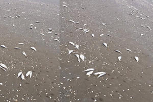 Bất ngờ trước nguyên nhân khiến hàng tấn cá chết trắng dạt vào bờ biển Hà Tĩnh