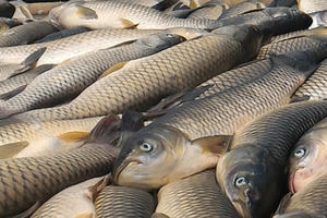 Cá lồng sông Mã chết hàng loạt: Ước tính thiệt hại trên 15 tỉ đồng