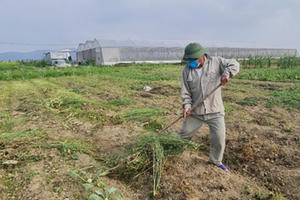 Nghệ An: Rau ế ẩm, nông dân ứa nước mắt đổ bỏ Nghệ An: Rau ế ẩm, nông dân ứa nước mắt đổ bỏ