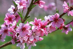 Hào khí mùa xuân