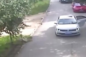 Clip: Nữ du khách bị hổ vồ chết trong công viên