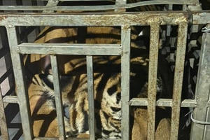 Bắt giữ 2 đối tượng vận chuyển cá thể hổ nặng 235 kg còn sống