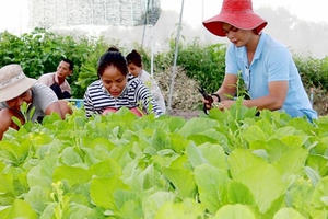 Đổ xô thuê đất trồng rau sạch