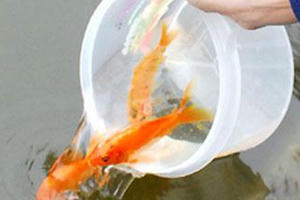 Cúng ông Công ông Táo, khấn gì cho đúng?