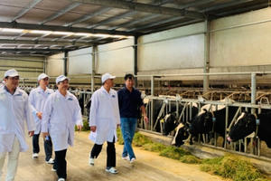 “Resort” bò sữa Tây Ninh là hạt nhân để xây dựng vùng chăn nuôi bò sữa an toàn dịch bệnh