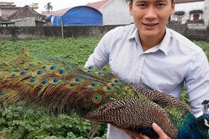 Nam Định: Nuôi chim công cho nhà giàu chơi Tết, kiếm bộn tiền