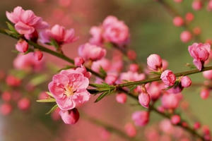 Mùa xuân pháp quyền Mùa xuân pháp quyền