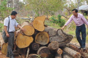 Kỳ 1 - Mất hàng trăm nghìn ha rừng, ai chịu trách nhiệm: Mất rừng, mất hàng nghìn tỷ đồng