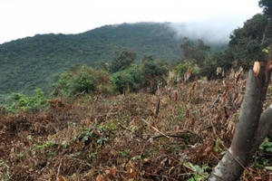 Đà Nẵng: Rừng đặc dụng bị phá cả tháng, lực lượng kiểm lâm không biết!?