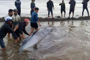 Giải cứu cá voi 3 tấn bị mắc cạn ở biển Nam Định Giải cứu cá voi 3 tấn bị mắc cạn ở biển Nam Định
