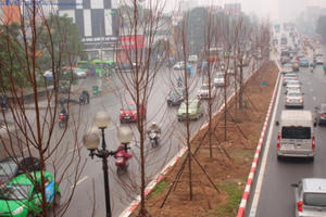 Hà Nội trồng Phong lá đỏ để tạo điểm nhấn trên đường Trần Duy Hưng