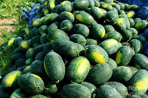 Dân đen ứa nước mắt vì giang hồ đòi… bảo kê dưa hấu