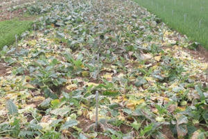 Nông dân nuốt nước mắt “bỏ quên” để rau tự chết già tại ruộng vì giá quá thấp