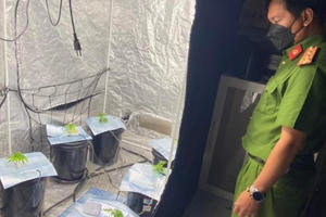 Phát hiện nhiều cây nghi là cây cần sa trong một căn hộ tại Đà Nẵng