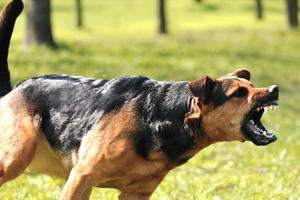 Đồng Nai: Phát hiện ổ dịch chó dại thả rông cắn người tại huyện Long Thành