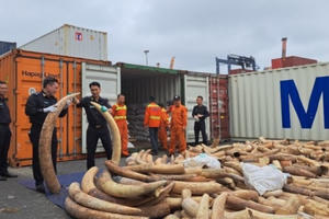 Biểu dương thành tích bắt giữ hơn 7,6 tấn ngà voi tại Hải Phòng Biểu dương thành tích bắt giữ hơn 7,6 tấn ngà voi tại Hải Phòng