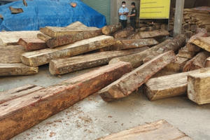 Truy trách nhiệm trong vụ bảo vệ công ty khoáng sản chặt phá rừng