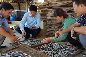 Vì sao Quảng Trị tồn kho cả ngàn tấn cá nục khô? Vì sao Quảng Trị tồn kho cả ngàn tấn cá nục khô?