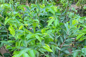 Cục Lâm nghiệp và Kiểm lâm cảnh báo về cây ngoại lai “Kỳ Hải Nam”