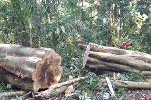 Gia Lai: Mất hơn 2000ha đất lâm nghiệp, thiệt hại hơn 10 tỷ đồng tại Công ty TNHH MTV Lâm nghiệp Ia Pa