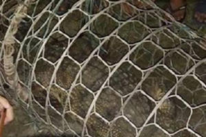 Hà Nội: Bất ngờ bắt được cá sấu nặng hơn 30 kg trong lúc đi đánh cá