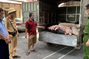 Bắt giữ xe tải chở 8 tạ lợn chết đang trên đường đi tiêu thụ