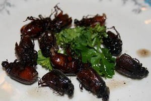 Nghệ An: Bắt sâu Ban miêu nấu ăn, người tử vong, người nguy kịch