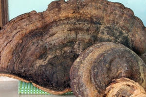 "Sốc" với cây nấm linh chi khổng lồ tại Nghệ An