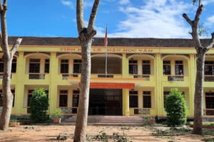 Nghệ An: Nhiều cây xà cừ tuổi đời hàng chục năm trong sân trường bị “tỉa” trụi, học sinh tiếc nuối