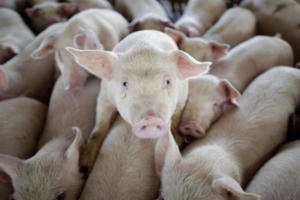 Tại sao cúm lợn chủng mới G4 lại đáng lo ngại?