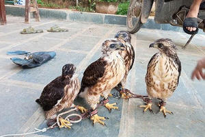 Báo động tình trạng buôn bán, nuôi chim săn mồi làm thú cưng