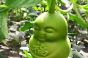 Dưa lê Thần Tài đang "hốt bạc" dịp tết Nguyên Đán