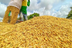 Sản lượng lúa cả nước năm 2021 tăng 1,1 triệu tấn