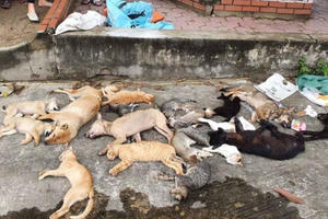 Hai anh em ruột trộm chó bằng thủ đoạn tàn độc bị cả làng vây bắt