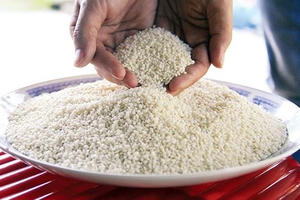 Lạ lùng nếp đắng