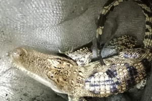 Nghệ An: Phát hiện cá sấu trong hồ ở trung tâm thị xã