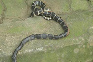 Cư dân HH2B Linh Đàm hốt hoảng khi thấy con rắn dài hơn 1m từ “trên trời rơi xuống”