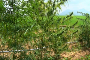 An Giang: Phát hiện người dân trồng cần sa "cho gà ăn"