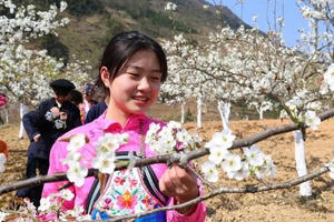 Hai Lễ hội hoa tại Hà Giang hứa hẹn là điểm đến nên thơ trữ tình