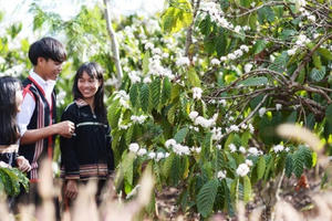 Hoa cà phê nhuộm trắng trời Tây Nguyên