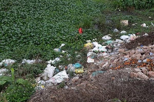 Gà Đông Tảo chết hàng loạt không rõ nguyên nhân